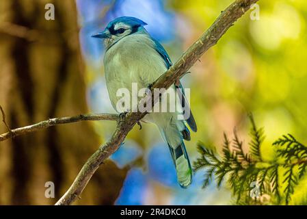 Blauer Jay. Kanadische Vögel. Im kanadischen Wald traf ich einen Vogel, das Symbol von Torontos Blue Jay Baseballteam. Stockfoto