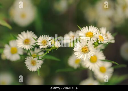 Set von Gänseblümchen auf einem grünen Feld im Frühling. Selektiver Fokus. Bereiche außerhalb des Fokus. Stockfoto