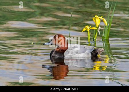 Gemeine Pochard (Aythya ferina), männlicher Erwachsener, der im Teich schwimmt Stockfoto