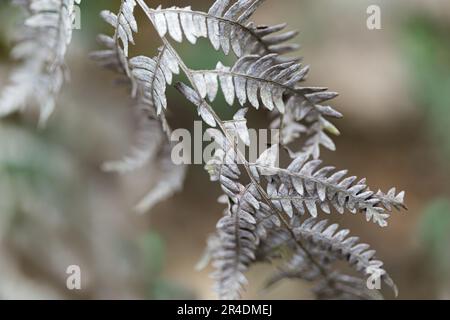 Bild eines trockenen Silberfarnblattes im Wald. Tageslicht. Selektiver Fokus. Verschwommene Teile. Stockfoto