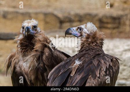 Zwerggeier / Mönchsgeier / Eurasischer Schwarzgeier (Aegypius monachus), Nahporträt eines Paares im Gesteinsgesicht Stockfoto