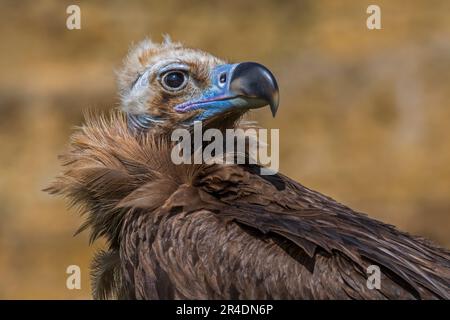 Mönchsgeier / Mönchsgeier / Eurasischer Schwarzgeier (Aegypius monachus), Nahporträt Stockfoto