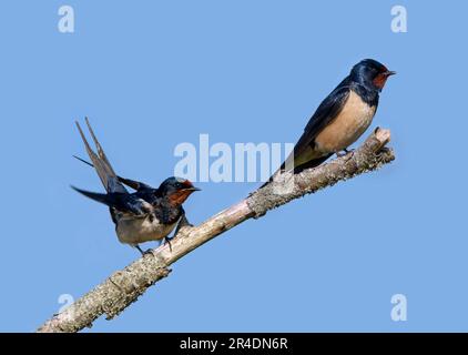 Schwalbe (Hirundo rustica/Hirundo erythrogaster) Paar/Paar im Frühling auf einem Ast Stockfoto