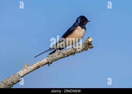 Schwalbe (Hirundo rustica/Hirundo erythrogaster) im Frühling auf einem Ast Stockfoto