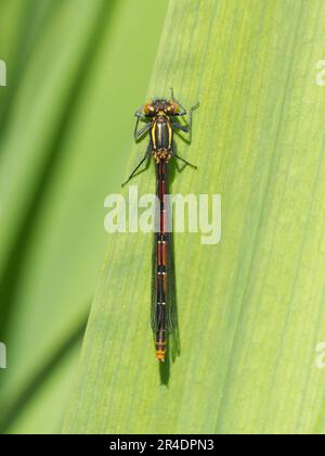 Weibliche große rote Damselfliege (Pyrrhosoma nymphula) auf Irisblatt der Flagge Stockfoto