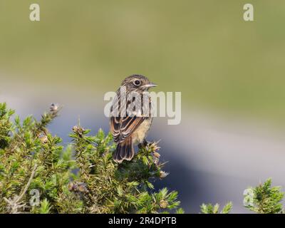 Juvenile European Stonechat (Saxicola torquata) auf Gorse, Clee Hill Common, Shropshire Stockfoto