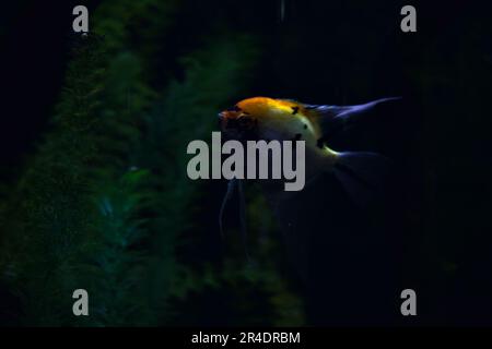 orangefarbenes und gelbes pterophyllum scalare in einem Aquarium aus nächster Nähe Stockfoto
