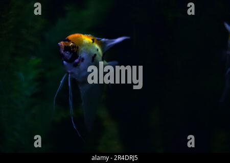 orangefarbenes und gelbes pterophyllum scalare in einem Aquarium aus nächster Nähe Stockfoto