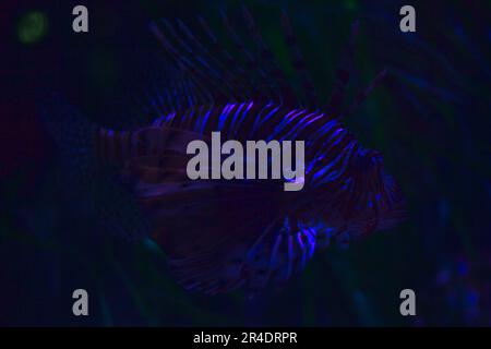 Rote Löwenfische pterois Volitans in einem Aquarium aus nächster Nähe Stockfoto