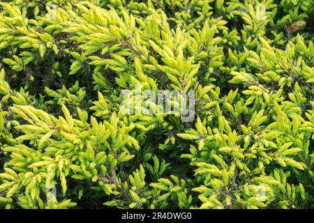 Juniperus „Goldschatz“, schleichender Juniper, Juniperus communis „Goldschatz“ Stockfoto