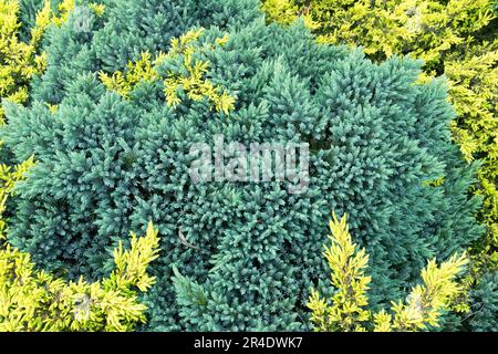 Bodenbedeckung, Flaky Juniper, Creeping Juniper, Gymnosperm, Pflanzen, Blue Yellow, Juniperus „Goldschatz“ und „Blue Star“ Stockfoto