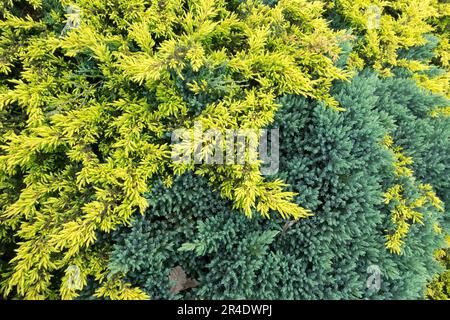 Juniperus „Blue Star“, Juniperus „Gold Treasure“ oder Juniperus „Goldschatz“ Blue Yellow Juniper Stockfoto