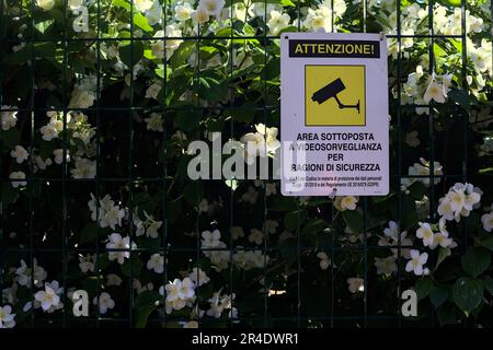 Ein orangefarbener philadelphus coronarius in Blüte wächst auf einem Zaun mit einem Schild darauf Stockfoto