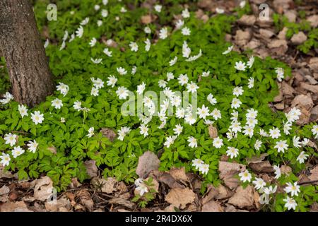 Die ersten Frühlingsblumen haben Anemonen unter dem trockenen Laub des Waldes gepflanzt Stockfoto