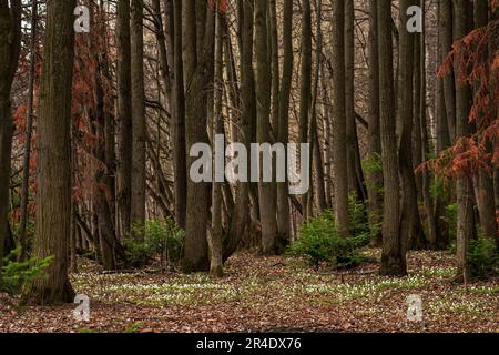 Waldlandschaft im Frühling mit ersten Blumen und Anemonen Stockfoto