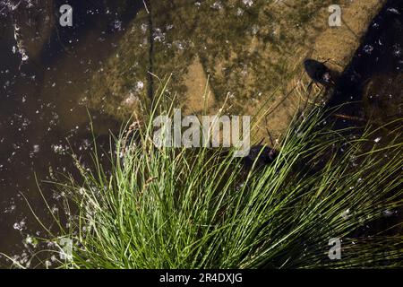 Moorhen mit seinen Küken auf einem Felsen neben einer Pflanze, die von oben gesehen wird Stockfoto