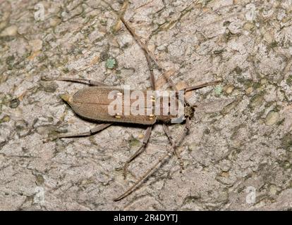 Kleiner elfenbeinfarbener Käfer (Eburia mutica) auf einem Baum in Houston, TX Dorsalblick. Holzkäfer, der in den südlichen Bundesstaaten der USA gefunden wurde. Stockfoto