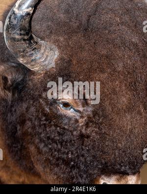 Nahaufnahme eines ausgestopften Präparierbisons mit großem, gesichtsfüllendem Bilderrahmen. Hupen, Auge im Auge. Stockfoto