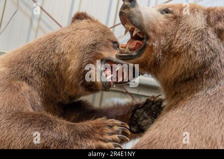 Tierpräparate Grizzlybären im Yukon Territory mit Schüssen großer Fleischfresser aus nächster Nähe. Zähne und Kopf werden angezeigt. Stockfoto