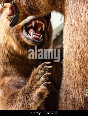 Tierpräparate Grizzlybären im Yukon Territory mit Schüssen großer Fleischfresser aus nächster Nähe. Zähne und Kopf werden angezeigt. Stockfoto