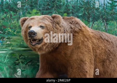 Tierpräparate Grizzlybären im Yukon Territory mit Schüssen großer Fleischfresser aus nächster Nähe. Zähne und Kopf werden angezeigt. Stockfoto