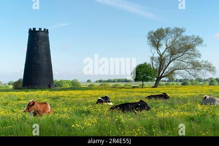 Öffentlicher Park und Golfplatz Westwood mit stillgelegter Windmühle und Kühen, umgeben von blühenden Butterblumen und flankiert von Bäumen unter blauem Himmel im Frühling. Stockfoto