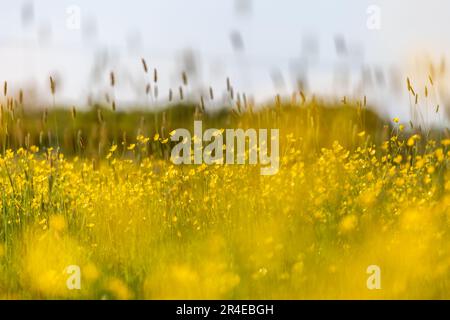 Eine Wiese aus Butterblumen und Gräsern in der Frühlingssonne, mit selektivem Fokus Stockfoto