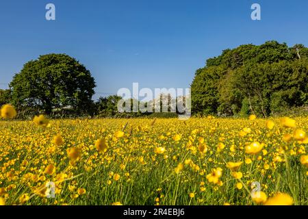 Eine Fülle von Butterblumen auf einer Wiese in Sussex, an einem sonnigen Frühlingstag Stockfoto