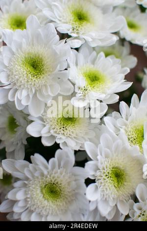 Weiße Chrysanthemen-Blumenstrauß im Nahbereich. Stockfoto