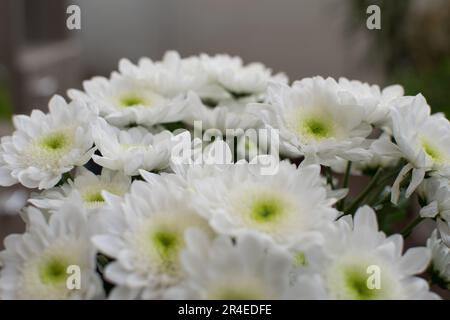 Weiße Chrysanthemen-Blumenstrauß im Nahbereich. Stockfoto