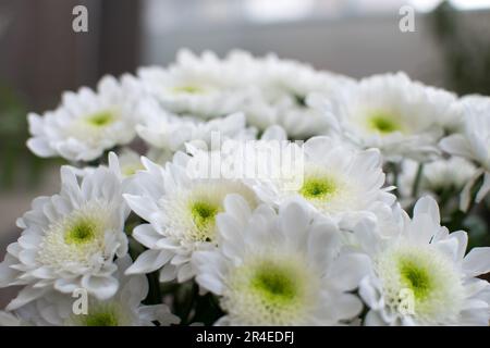 Weiße Chrysanthemen-Blumenstrauß im Nahbereich. Stockfoto