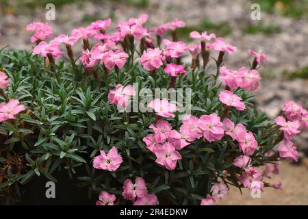 Blühender Dianthus alpinus pink. Gartenblumen Stockfoto