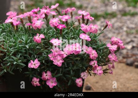 Blühender Dianthus alpinus pink. Gartenblumen Stockfoto