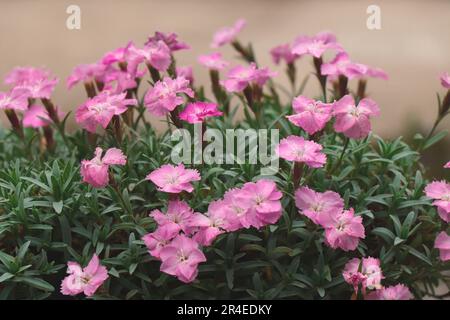 Blühender Dianthus alpinus pink. Gartenblumen Stockfoto