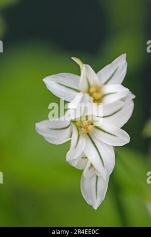 Nahaufnahme von Zwiebelkraut, dreieckigem Lauch, Blume. Allium triquetrum Stockfoto