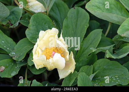 Nahaufnahme eines Makrobildes von Chinesischer Pfingstrose, Paeonia suffruticosa. Wassertropfen auf Blättern, Frühling Stockfoto