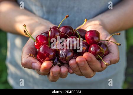 Frische Bio-Kirschbeeren in Frauenhänden. Agrar- oder Erntekonzept. Gesundes veganes Essen Stockfoto