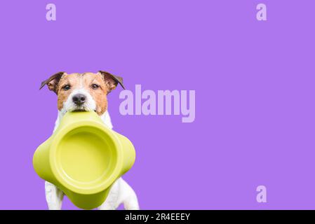 Hungriger Hund mit leerer Schüssel will etwas essen. Einfarbiger Hintergrund Stockfoto