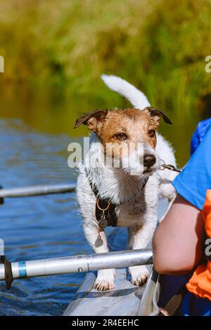 Hund im Gurtzeug, der auf der Seite des Kanus steht und an der Leine befestigt ist, für eine sichere Rafting-Tour auf dem Fluss Stockfoto