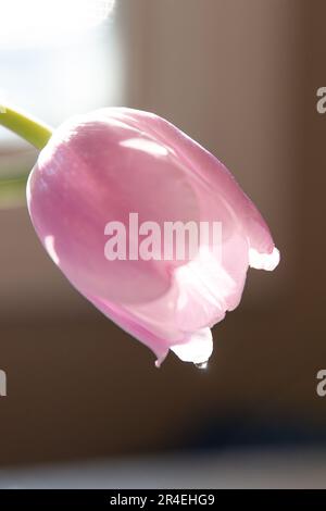 Regentropfen auf einer pinkfarbenen Tulpenknospe Stockfoto