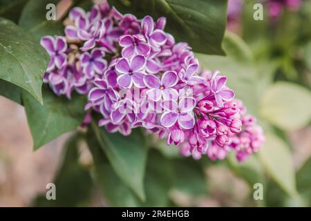 Violette und weiße Fliederblüten Stockfoto