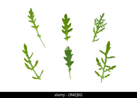Rucola oder Raketenblätter isoliert auf weiß. Eruca vesicaria grünes Gemüse. Blattgrün. Stockfoto