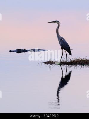 Der Brazos Bend State Park im Bundesstaat Texas, USA, lockt mit einem großen blauen Reiher (Ardea herodias) und einem amerikanischen Alligator bei Sonnenaufgang. Stockfoto