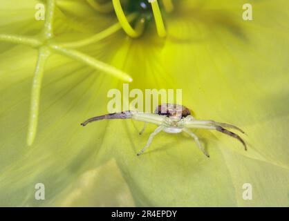 Krabbenspinne (Mecaphesa sp.) in der gelben Blume von Beach Evening Primrose (Oenothera drummondii), Galveston, Texas, USA. Stockfoto