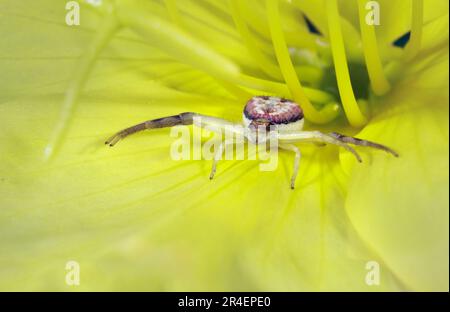 Krabbenspinne (Mecaphesa sp.) in der gelben Blume von Beach Evening Primrose (Oenothera drummondii), Galveston, Texas, USA. Stockfoto