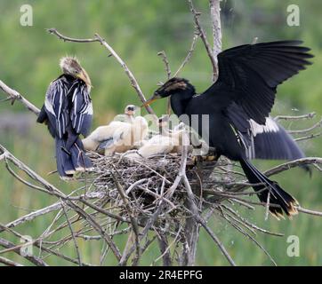 Anhinga (Anhinga anhinga) weiblich und männlich mit Küken im Nest, High Island, Texas, USA. Stockfoto