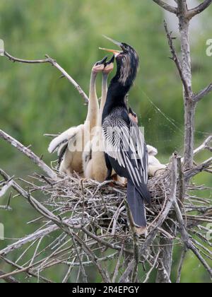 Anhinga (Anhinga anhinga), männlich, mit Küken, die um Nahrung betteln, High Island, Texas, USA. Stockfoto