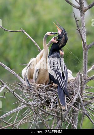 Anhinga (Anhinga anhinga), männlich, mit Küken, die um Nahrung betteln, High Island, Texas, USA. Stockfoto