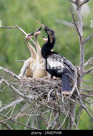 Anhinga (Anhinga anhinga), männlich, mit Küken, die um Nahrung betteln, High Island, Texas, USA. Stockfoto