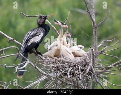 Anhinga (Anhinga anhinga), männlich, mit Küken, die um Nahrung betteln, High Island, Texas, USA. Stockfoto